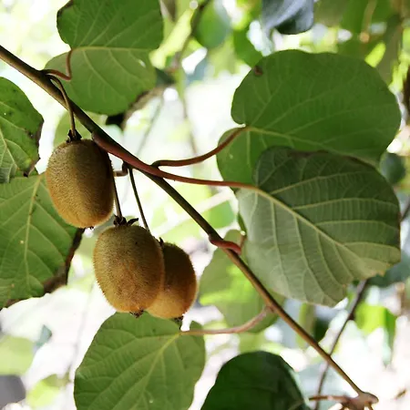 Garden - Con Frutteto Nei Pressi Del Di Appartamento *
