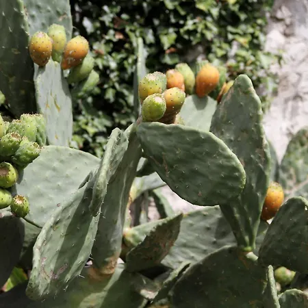 Garden - Con Frutteto Nei Pressi Del Di Apartment Olgiate Comasco